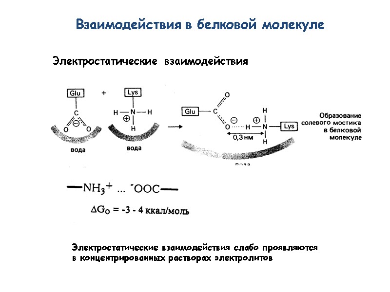 Электростатические взаимодействия Взаимодействия в белковой молекуле Электростатические взаимодействия слабо проявляются в концентрированных растворах электролитов